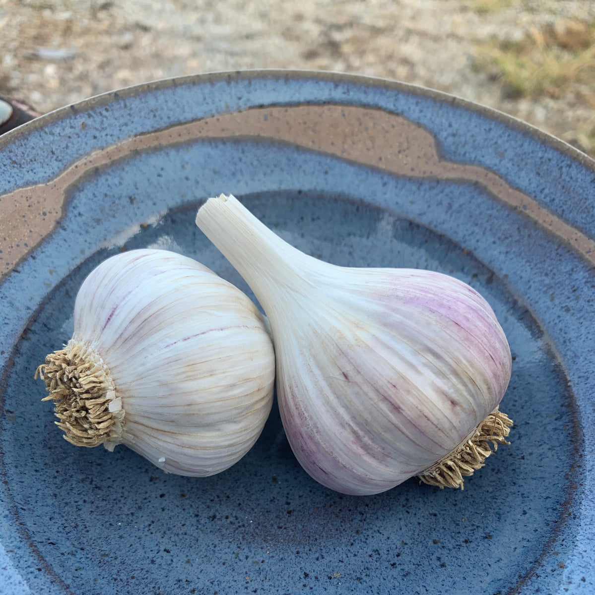 Armenian Garlic Seed Stock missinglinkfarm