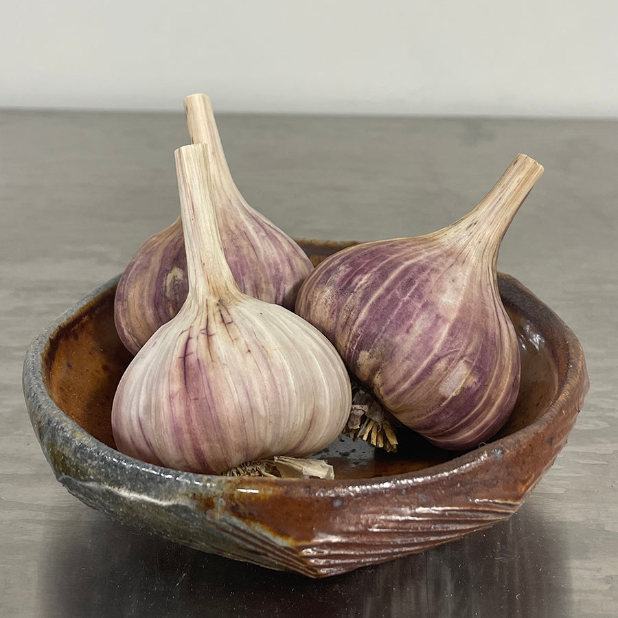 Khabar Garlic Seed Stock-RARE