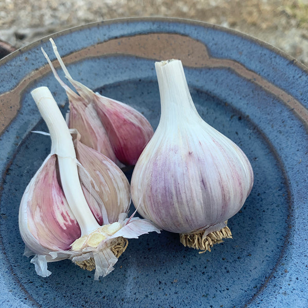 Armenian Garlic Seed Stock