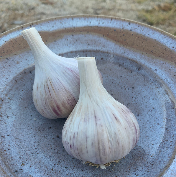 Georgian Fire Garlic Seed Stock